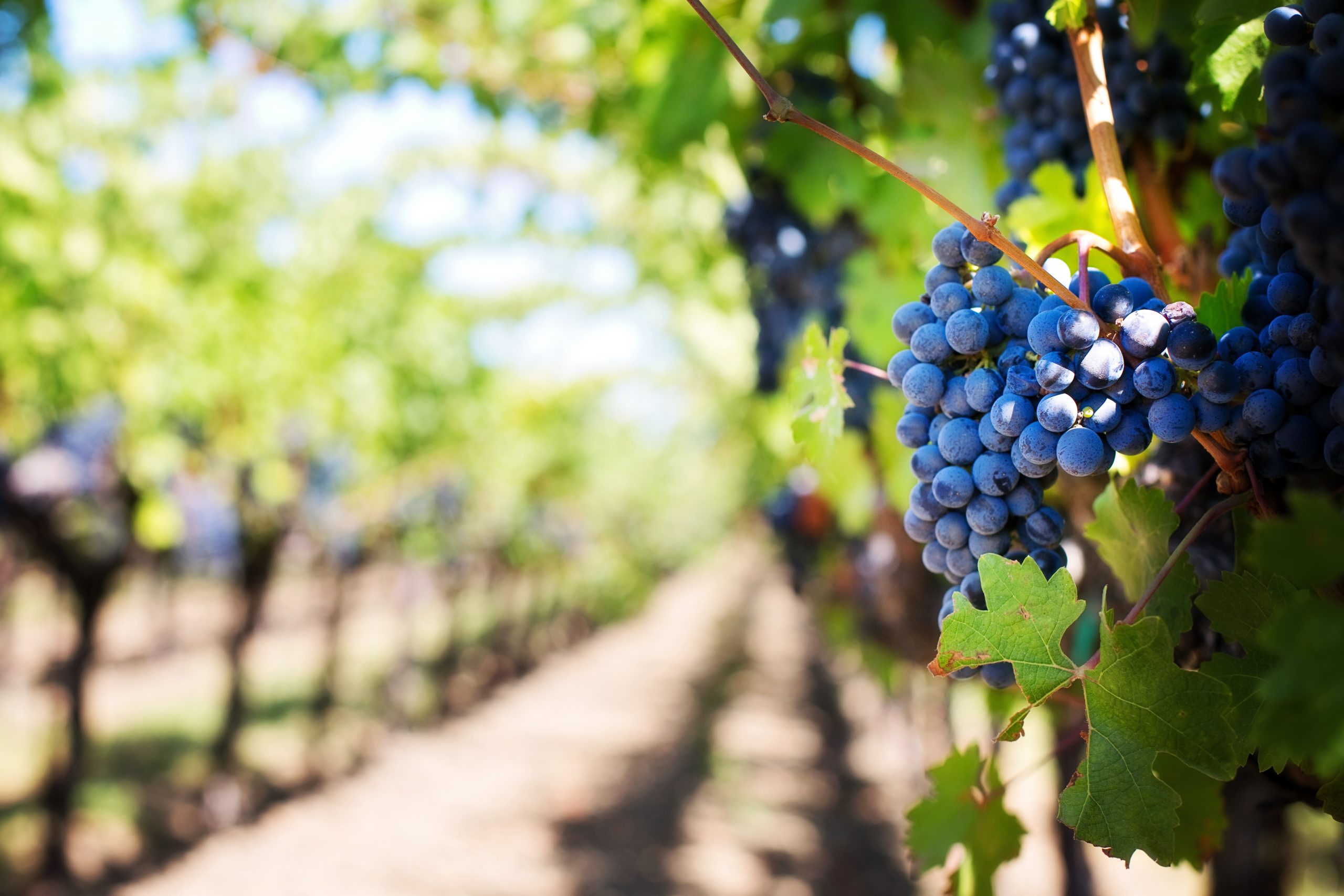 Sustainable Wines Nachhaltige Weine