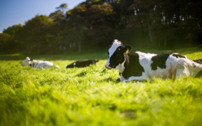 Zerstören Kühe unseren Planeten?