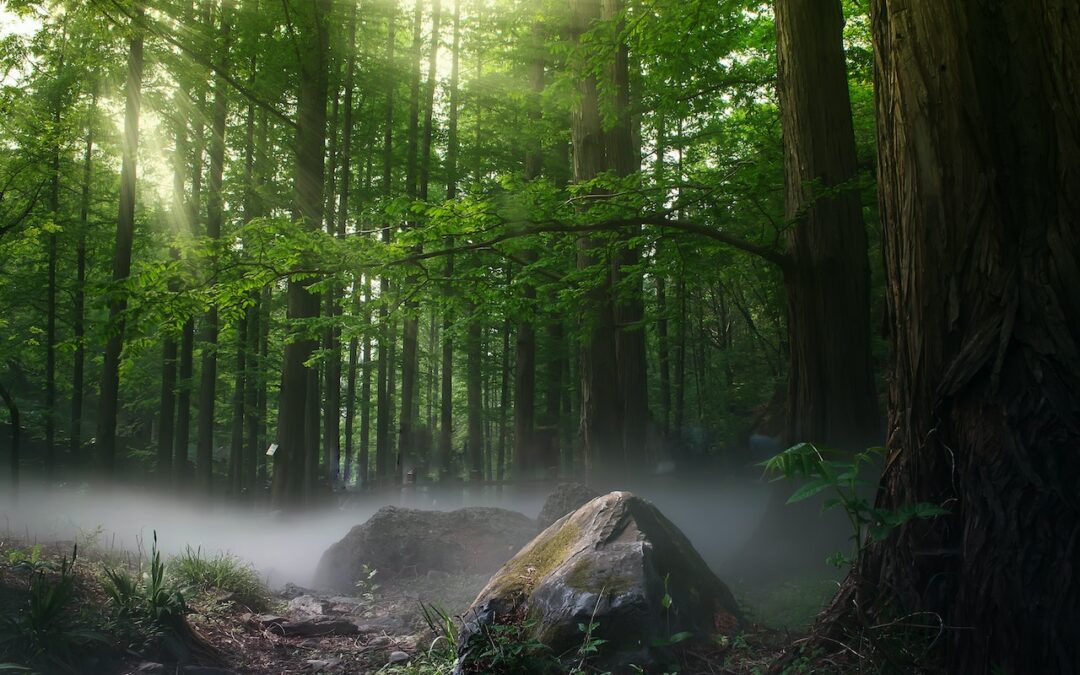 Dr. Bob Zybach: Anti-forestry lawsuits have direct effect on mortality