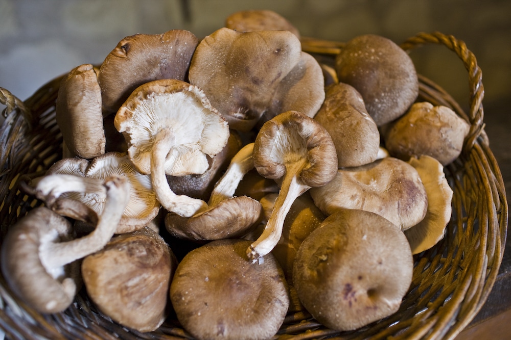 5 Mushrooms With Fantastic Health Benefits