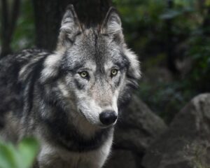 Wolf protection in Europe has become deeply political