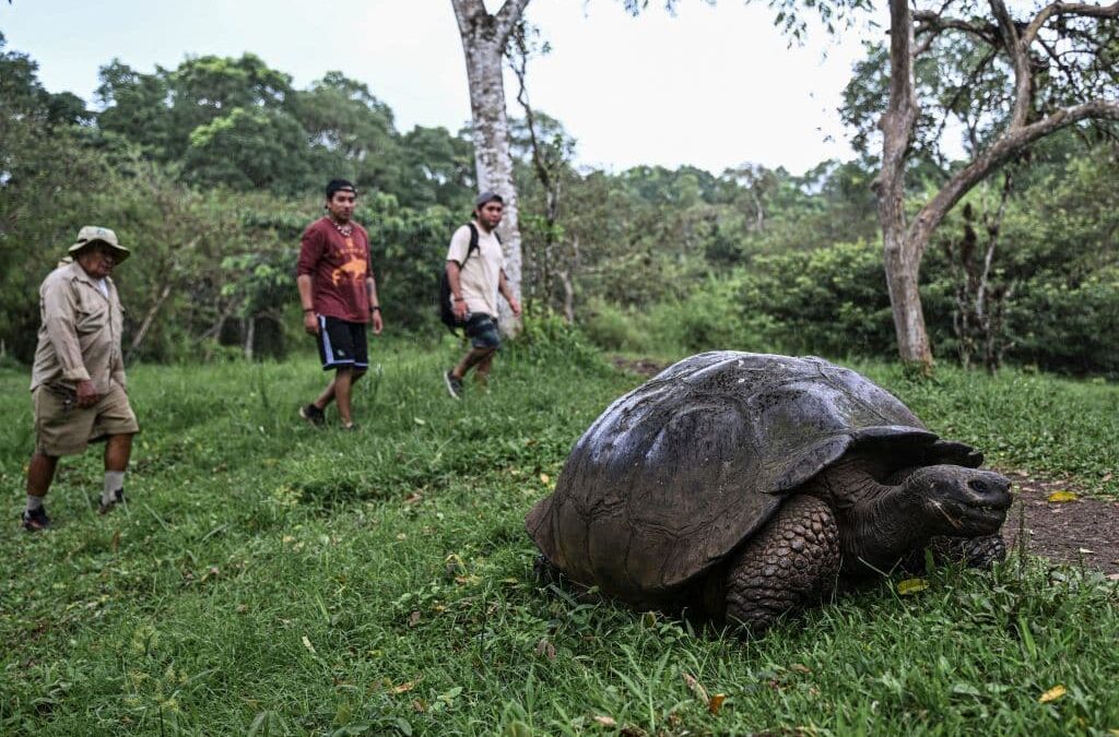 5 Successful Wildlife Restoration Efforts Throughout History