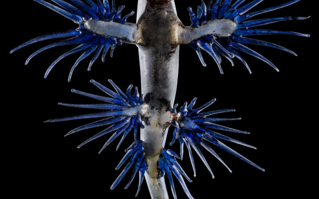 Remarkably Realistic Marine Invertebrates Made of Glass Surface at the Mystic Seaport Museum