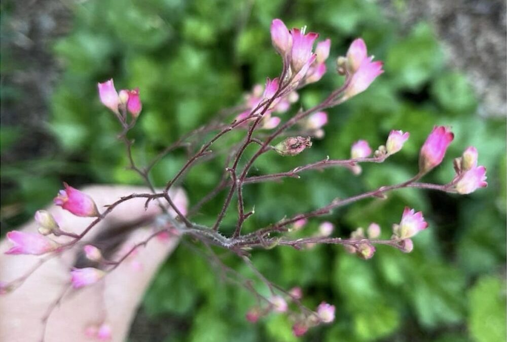 5 Vibrant Plants That Thrive in Shade and Cloudy Climates