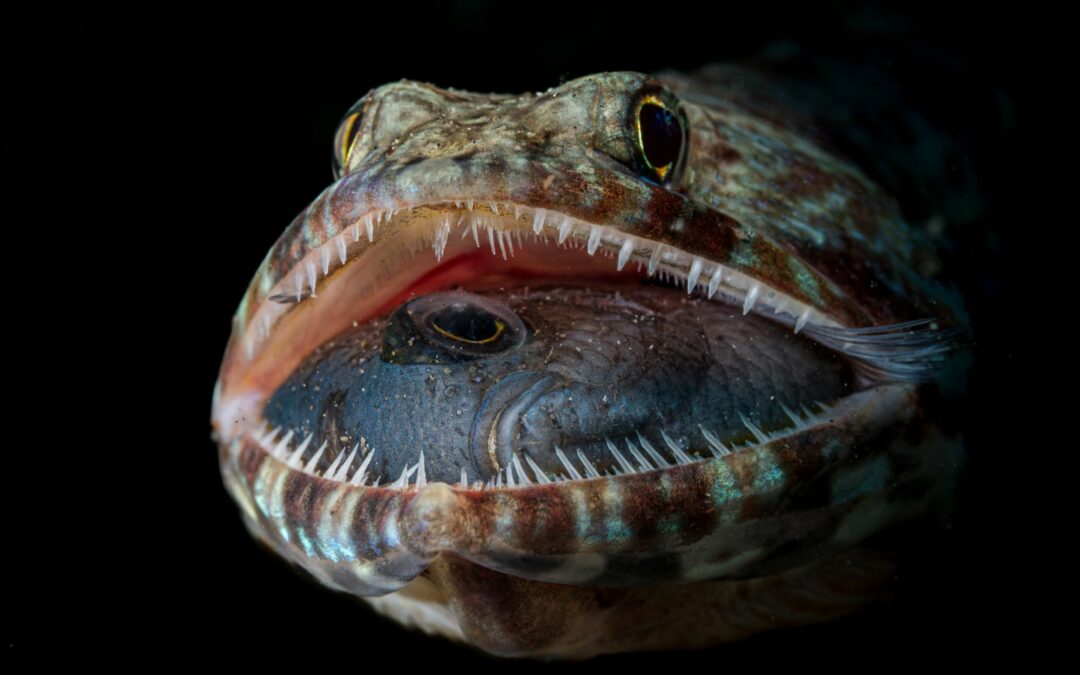 The 2023 Ocean Photographer of the Year Contest Highlights the Stunning Sights Above and Below the Surface