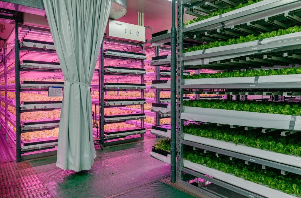 Vertical Farming 101: Everything You Need to Know