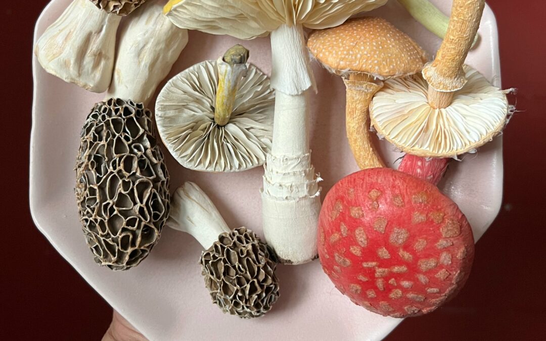 Fleshy Gills and Spotted Caps Sprout from Ann Wood’s Lifelike Paper Mushrooms