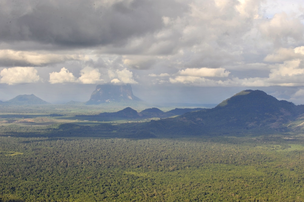 Tropical Forests 101: Everything You Need to Know