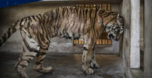 An NGO saves 15 big cats from certain death at a tiger farm in Thailand