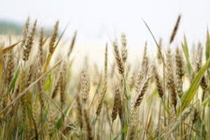 Genetically modified crops aren’t a solution to climate change