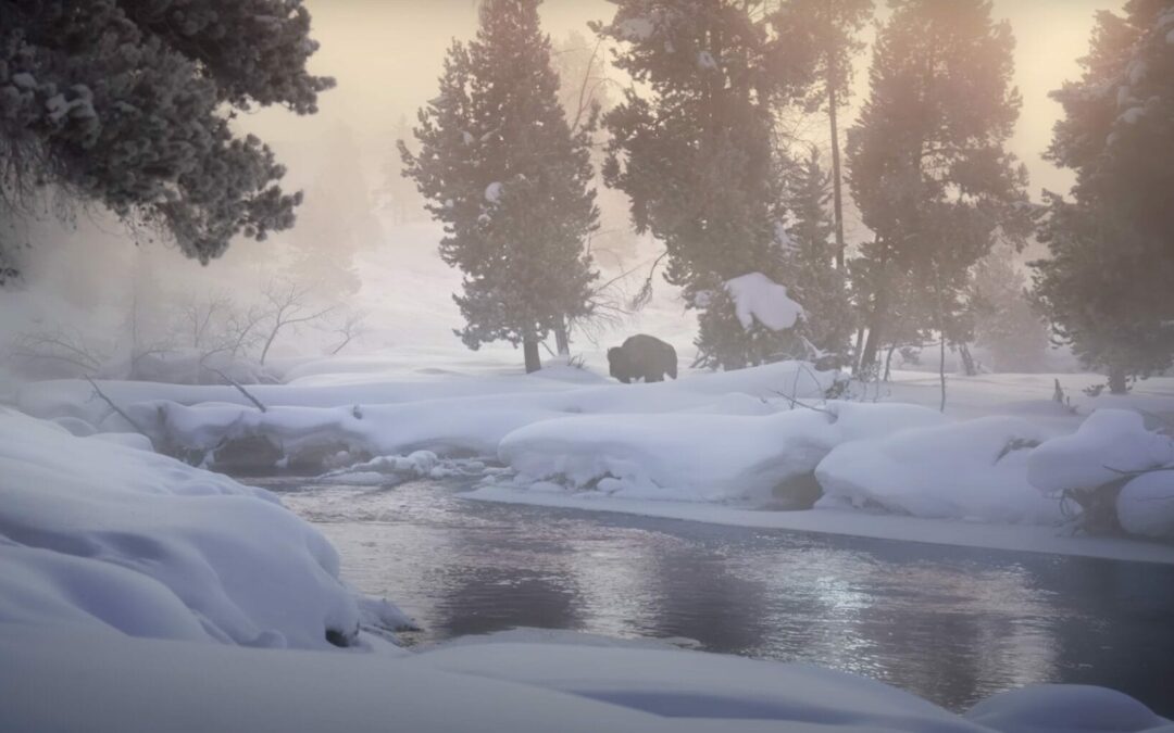 In Drew Simms’s Short Film, Yellowstone National Park’s Gentle Giants Hunker Down in Subzero Temperatures