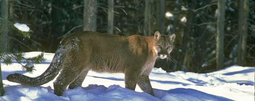 California Mountain Lion Population Is Thousands Fewer Than Previously Estimated