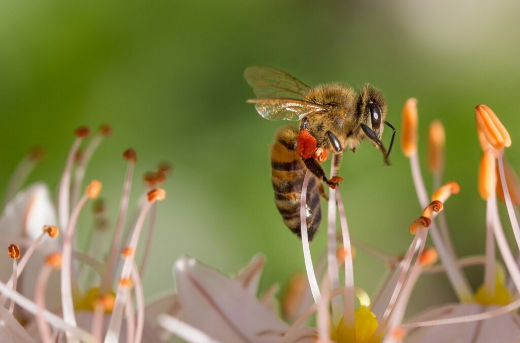 Honey yields have long been on the decline. Scientists now know why