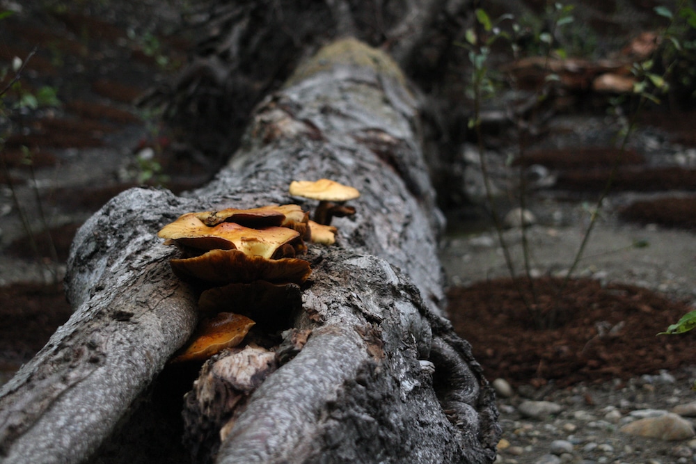 Can Mushrooms Really Break Down Plastic?