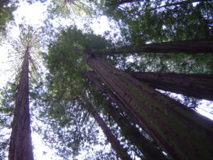 Coast redwood trees are adaptable marvels in a warming world