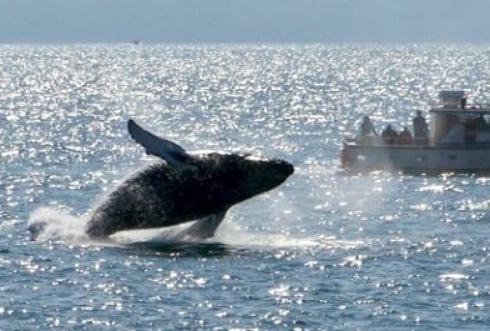 4 of the Best Whale Watching Spots in the U.S.