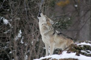 Europe has a wolf problem, but a Norwegian philosopher has the solution