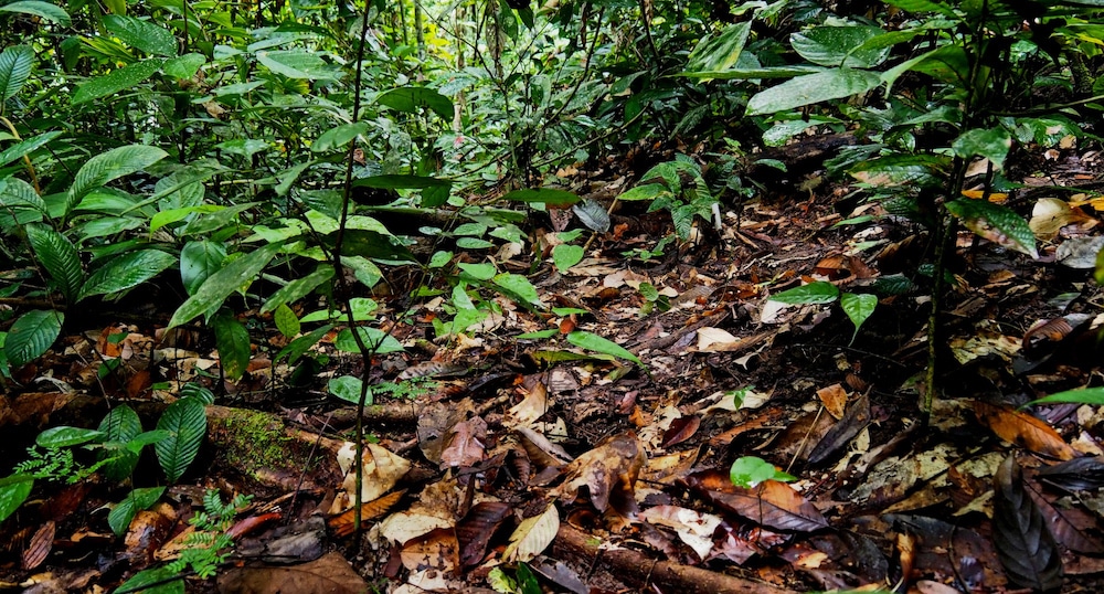 Rainforest Seedlings Grow Better in Natural Forests Than Restored Ones, Even After 30 Years, Study Finds