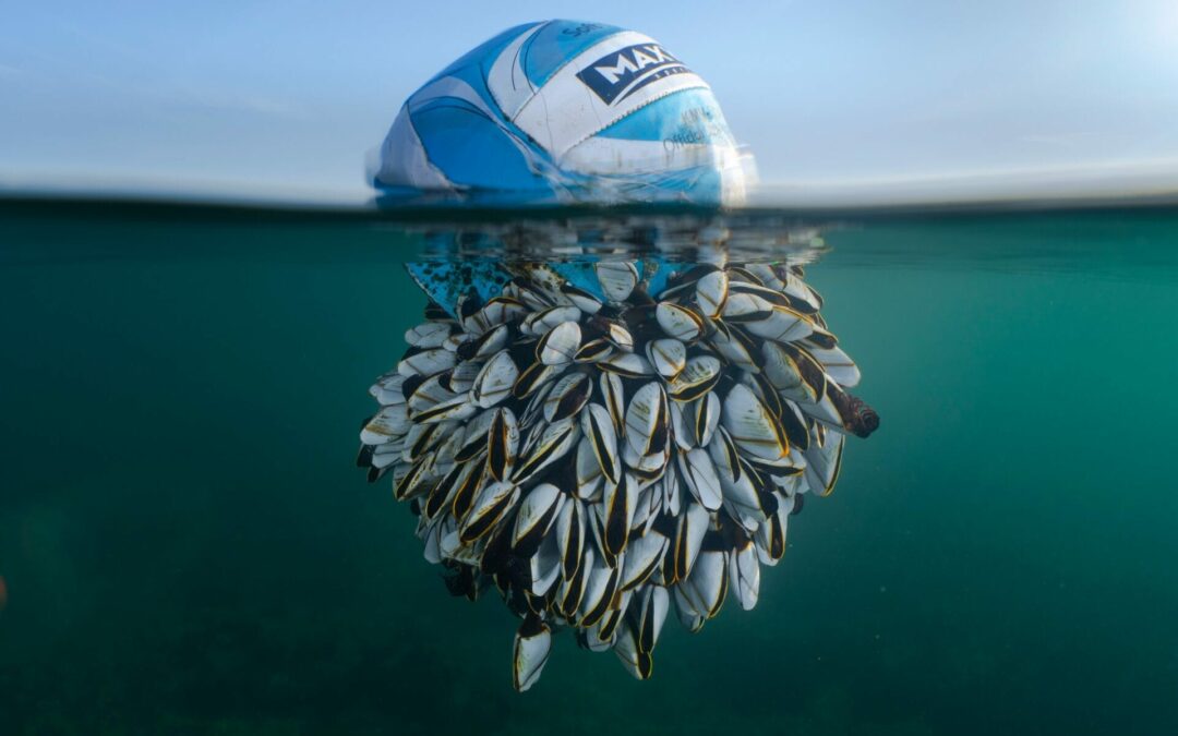 This Year’s British Wildlife Photography Awards Revels in Oceanic Journeys and Flamboyant Courtships