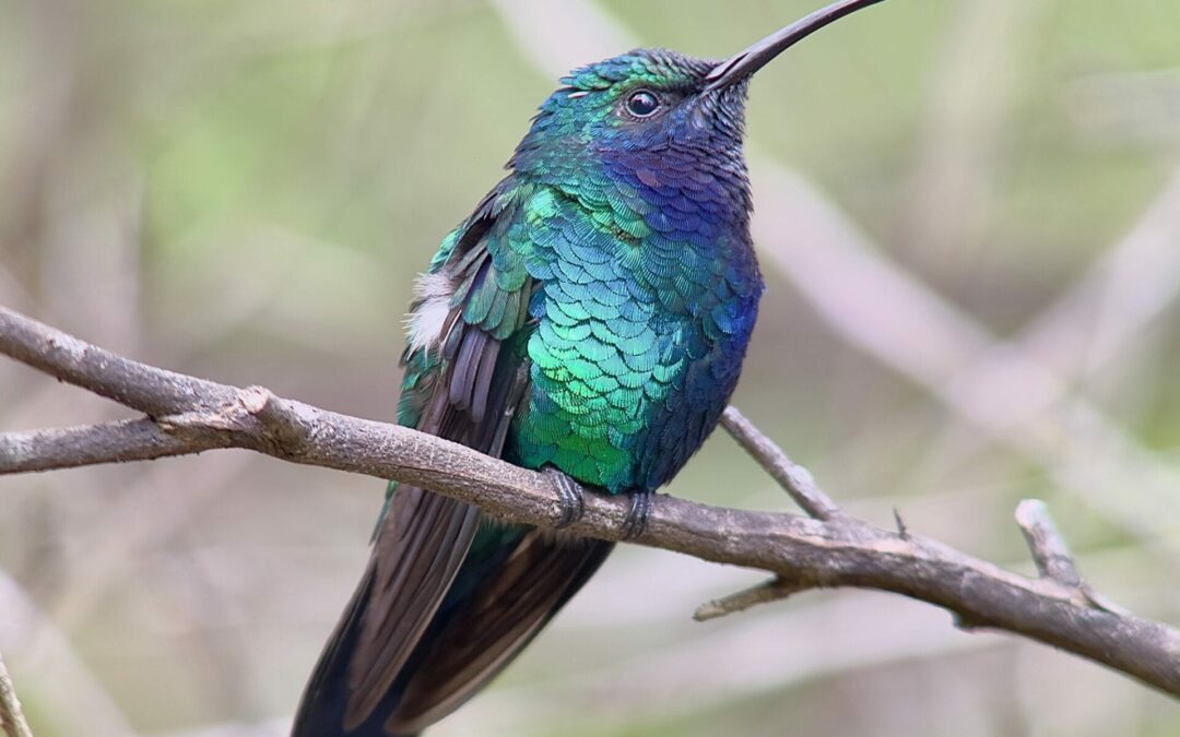 One of the World’s Rarest Hummingbirds Makes a Dazzling Appearance in Colombia