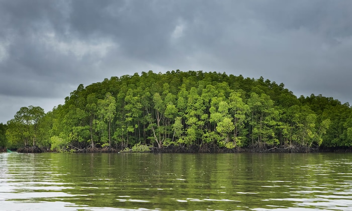 More Than 700 Wildlife Species Discovered in Cambodian Mangrove Forest