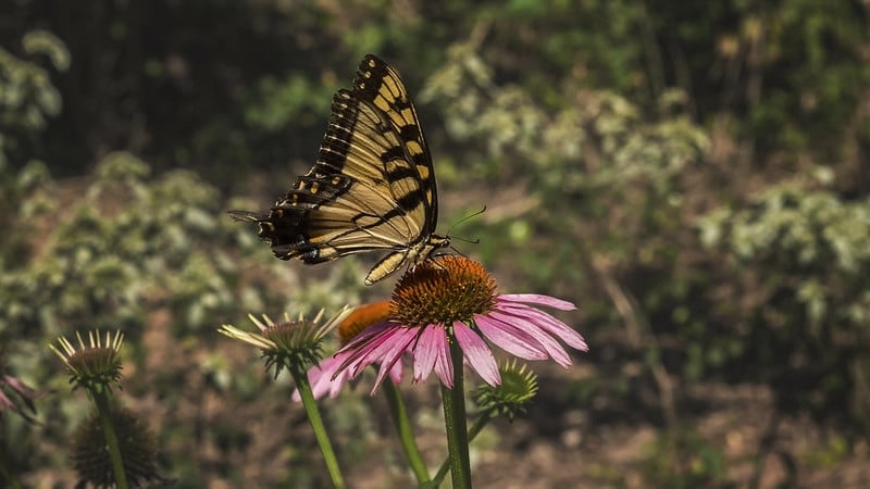 Native Plants 101: Everything You Need to Know