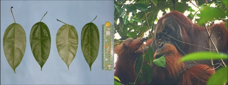 Orangutan Observed Treating a Wound With a Medicinal Plant for the First Time