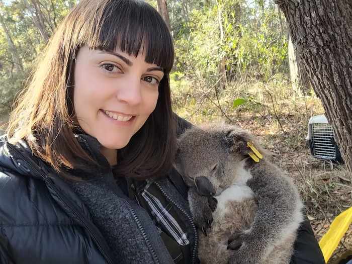 Koalas Can Predict the Hottest Summer Days and Lower Their Body Temperatures Accordingly, Study Finds