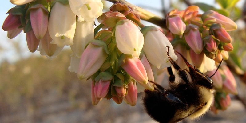 Global Food Production Limited by Lack of Pollinators Is ‘Cause for Concern and Optimism,’ Researchers Say