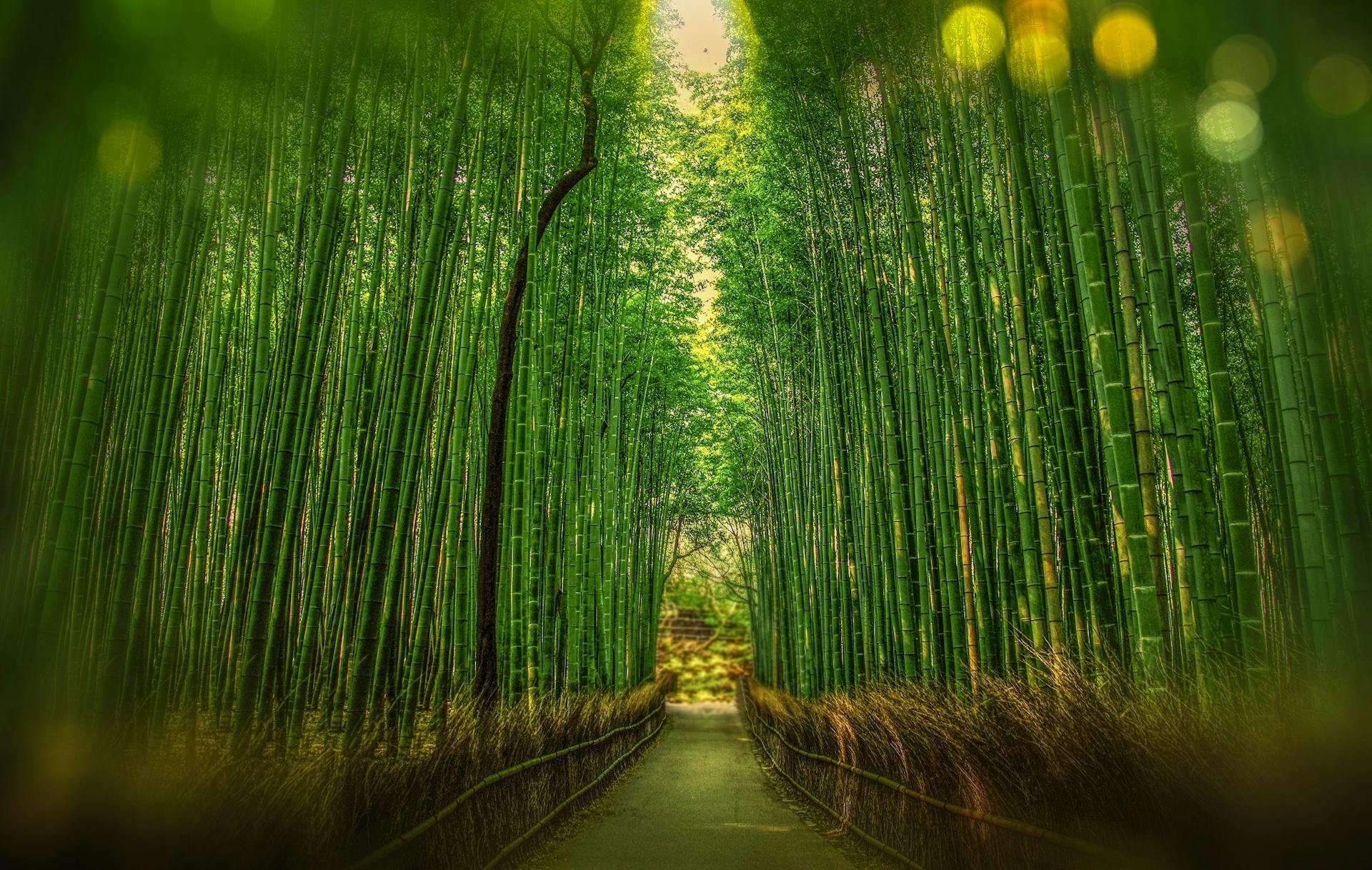 Bamboo Flooring Bambusböden