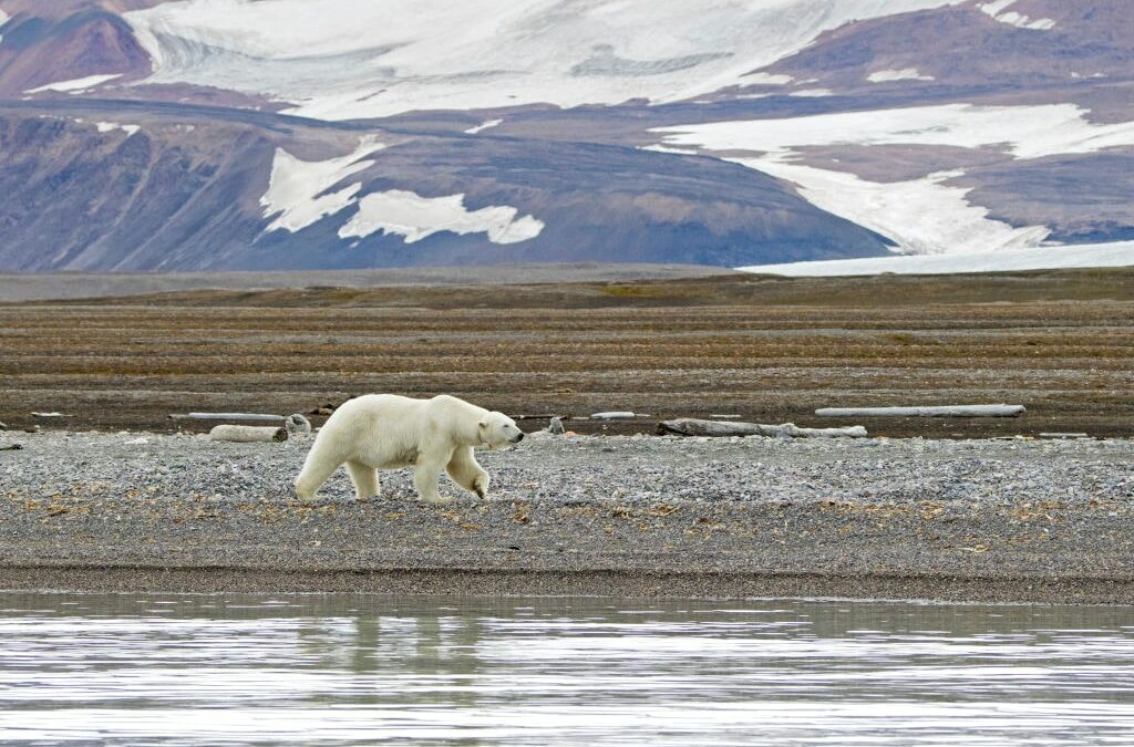 Climate Change Is Pushing Polar Bear Populations Into Conflict With Humans, Scientists Say