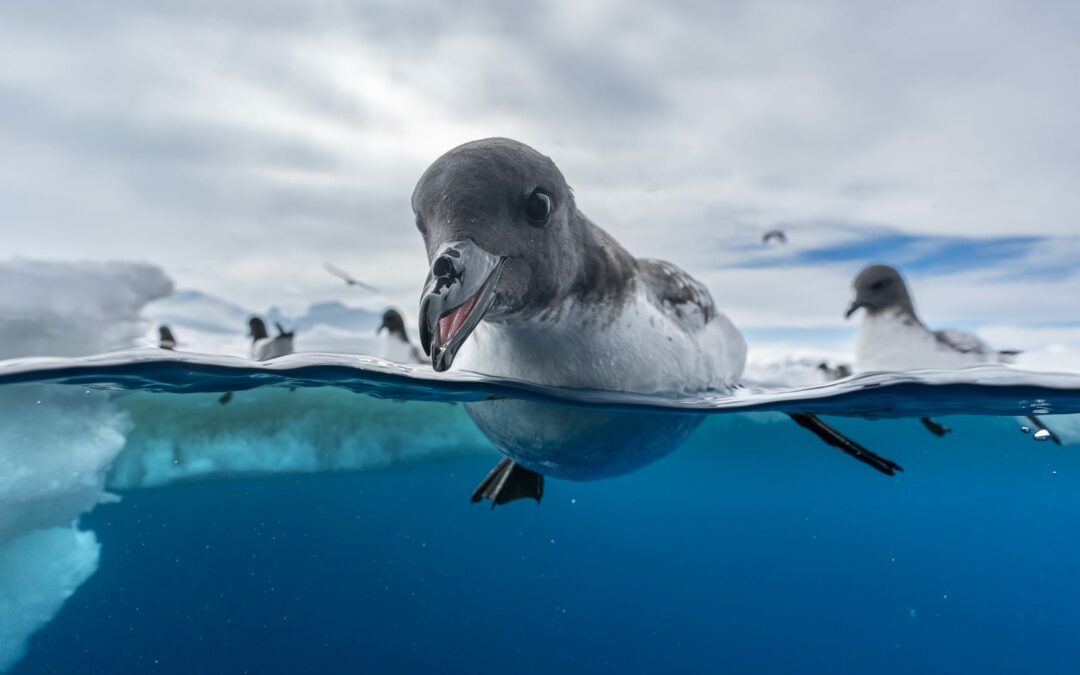 Conservation Advocacy Soars in the 2024 Bird Photographer of the Year Competition