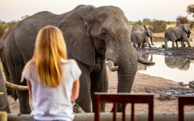 Zimbabwe Orders the Killing of 200 Elephants Amid Drought and Food Shortages