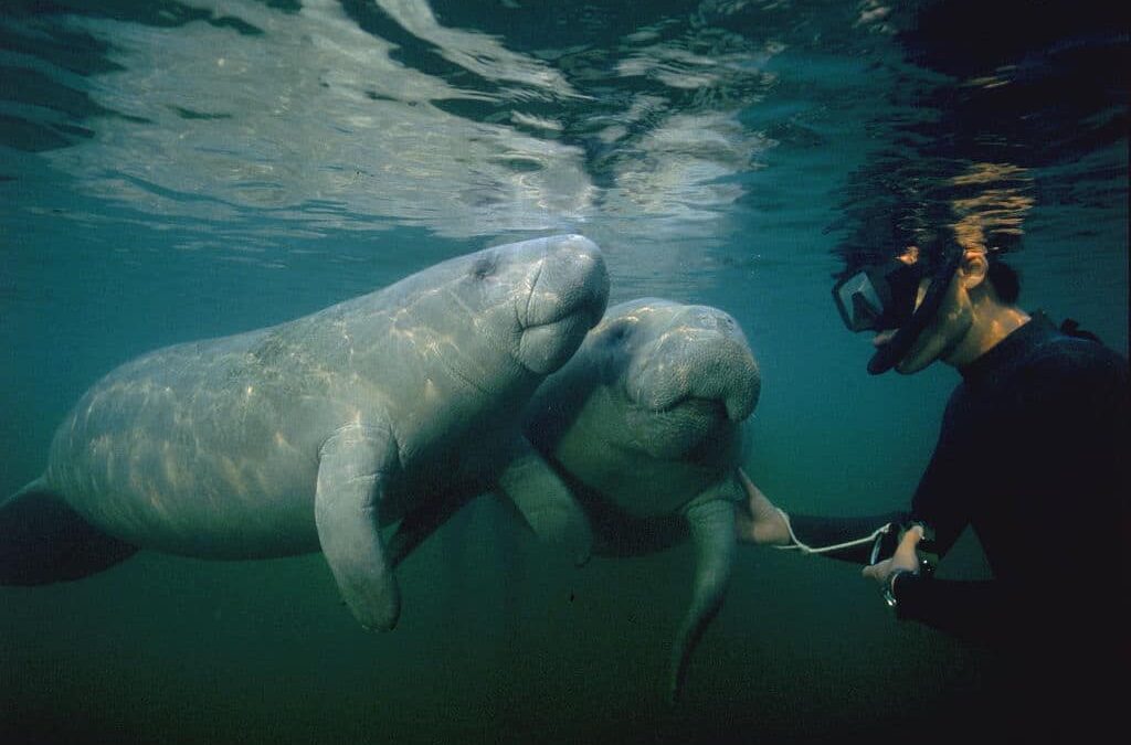 USFWS Proposes Expanding Habitat Protections for Florida Manatees