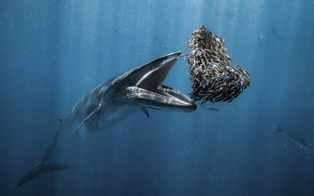 One Whale of a Meal Wins The 2024 Ocean Photographer of the Year Competition