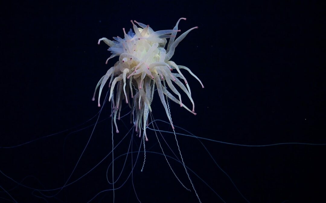 Schmidt Ocean Institute Discovers 20 New Species Along the Remote Nazca Ridge