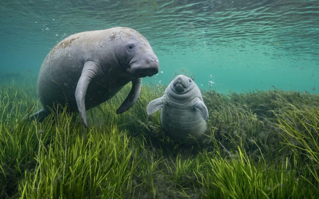 The Adorable and the Fierce Star in the 2024 Wildlife Photographer of the Year Contest