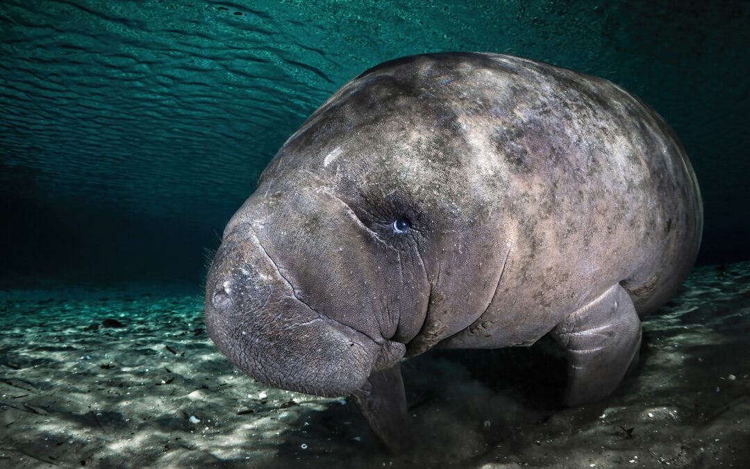 Whether Underwater or Up a Tree, Close-Up Photographer of the Year Delights in the Details