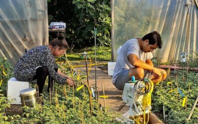 Chickpeas Could Become a Major Protein Source for Their Drought-Resistant Properties, Study Says