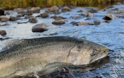 Salmon Spotted Swimming Far Upstream to Old Spawning Grounds After Historic Klamath River Dam Removal