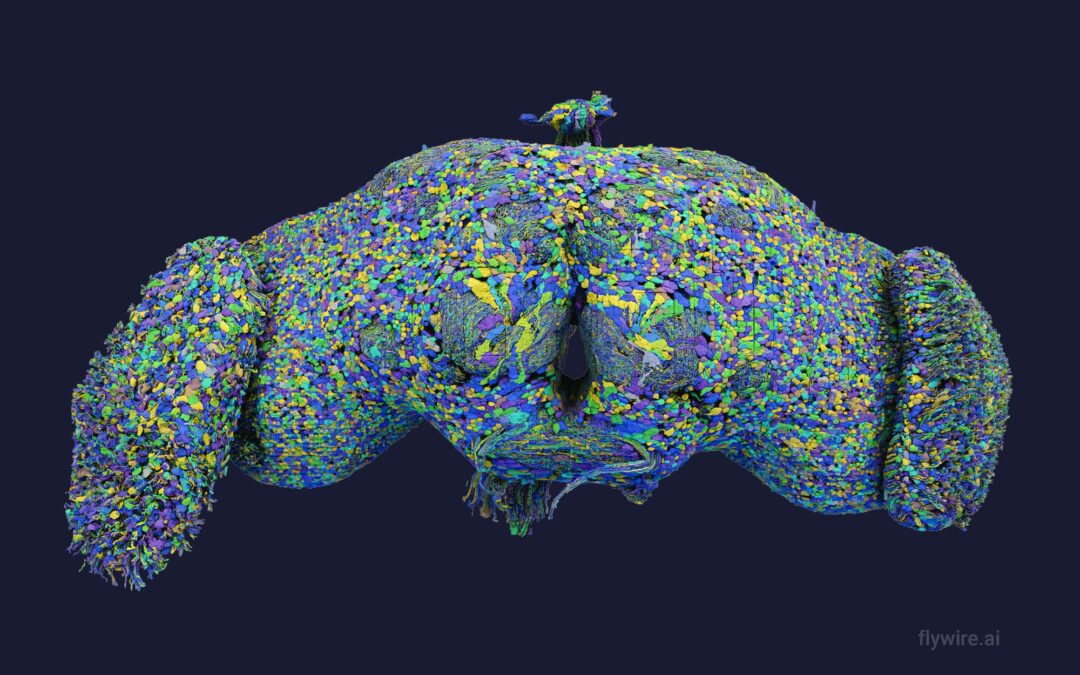 Scientists Release an Astounding, Detailed Map of a Fly Brain in Groundbreaking Study