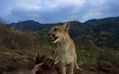 ‘Coexistence Is Happening’: LA Mountain Lions  Change Their Hours to Avoid Recreationists