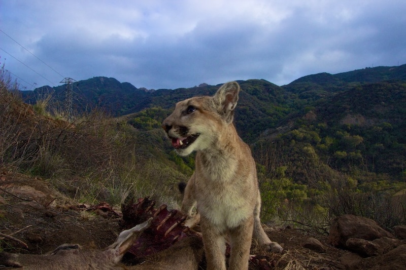 ‘Coexistence Is Happening’: LA Mountain Lions  Change Their Hours to Avoid Recreationists