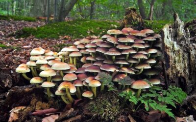 ‘Mind-Blowing’: Study Shows Fungal Networks Can Solve Problems and Make Decisions