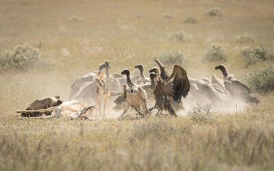 Artenschutz aus der Vogelperspektive: Die GAIA-Initiative nutzt Tiersender, KI und Geier zum Schutz vor Seuchen und Wilderei