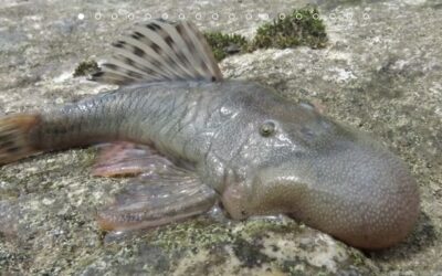 Amphibious Mouse Among 27 New Animal Species Found by Peruvian Amazon Expedition