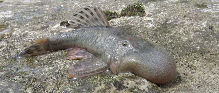 Amphibious Mouse Among 27 New Animal Species Found by Peruvian Amazon Expedition