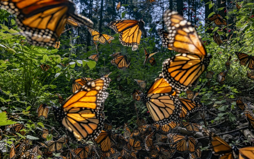 Vital Impacts’ ‘Saving the Monarchs’ Campaign with Jaime Rojo Raises Funds for Conservation