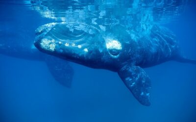 Right Whales Can Live 130 Years or Longer, Research Finds