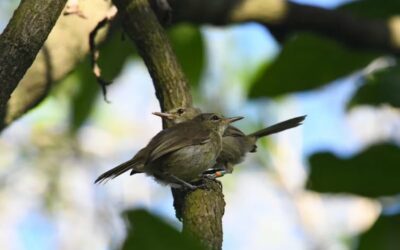 ‘Divorce’ Rates of Seychelles Warblers Linked to Rainfall Fluctuations During Breeding Season